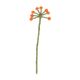 Vilten bloem, bolletjes