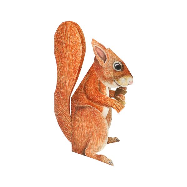 3-D-Karte mit Umschlag, Eichhörnchen 