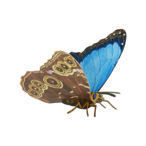Image of Kaart, 3d vlinder