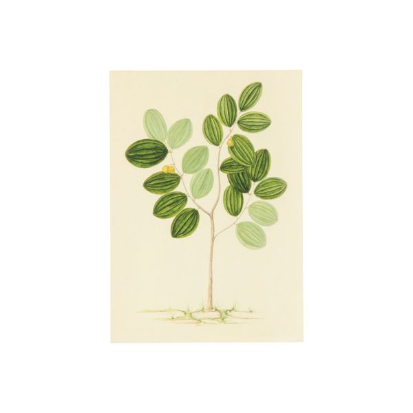 Card, tree and green leaf
