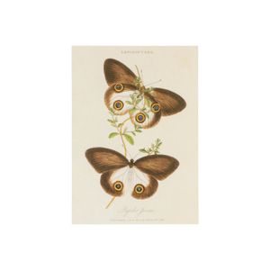 Card, butterflies