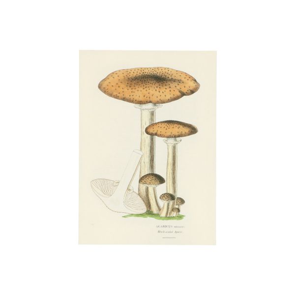 Card, honey fungus
