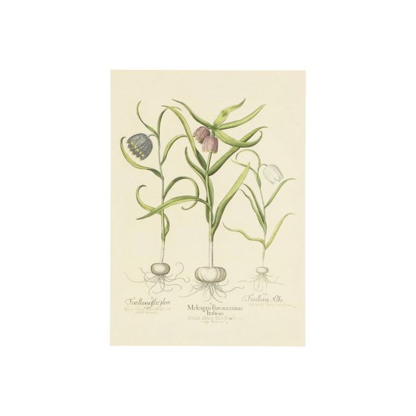 Card, fritillaries