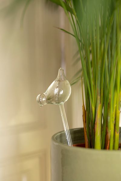 Plant drip irrigator, bird, glass, 10 x 36 cm