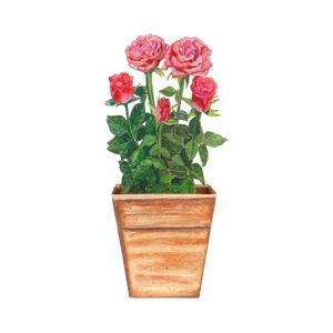 Kaart 3D met envelop, rozen Kaart 3D met envelop, rozen