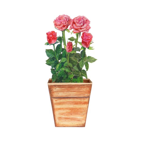 Carte 3D avec enveloppe, roses Carte 3D avec enveloppe, roses