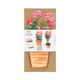 Carte 3D avec enveloppe, roses Carte 3D avec enveloppe, roses