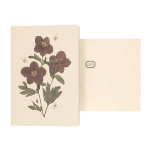 Carte et enveloppe, hellébore Carte et enveloppe, hellébore