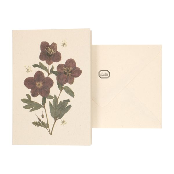 Carte et enveloppe, hellébore Carte et enveloppe, hellébore