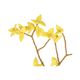 Branche de forsythia, feutrine, jaune, 40 cm