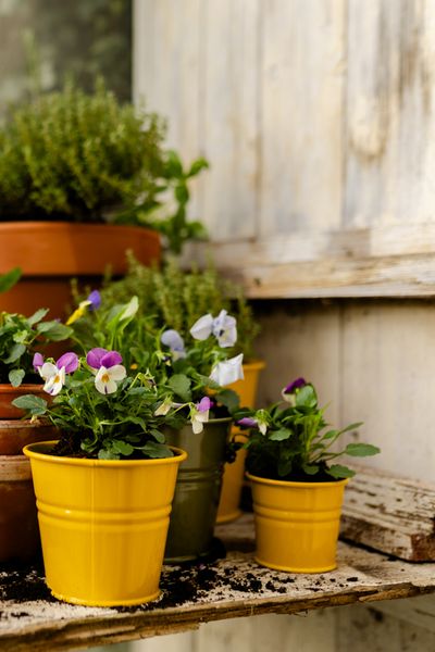 Blumentopf, Zink, ginstergelb, Ø17 cm