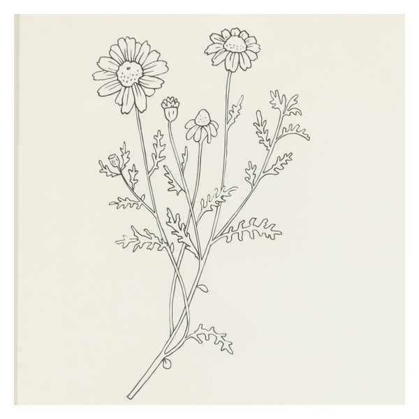 Notizbuch, Hardcover, Kamille, blanko, A5