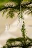 Hanger, porselein, eekhoorn, wit en goud