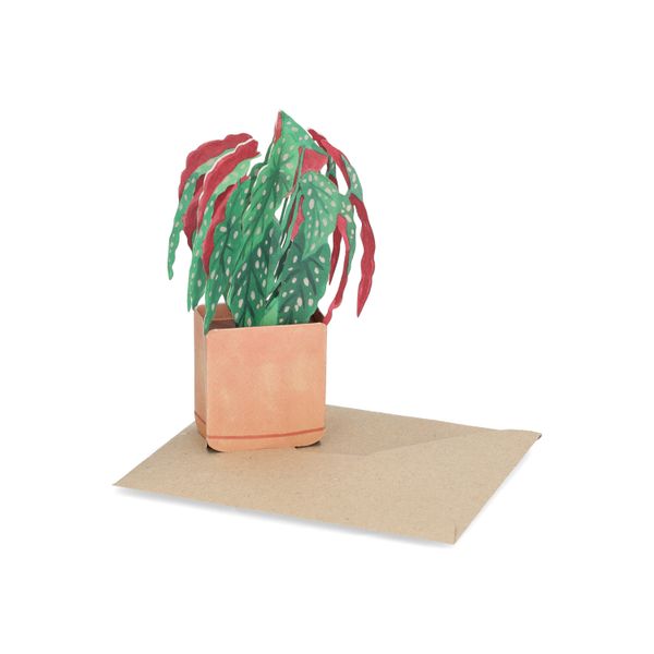Kaart 3D met envelop, begonia