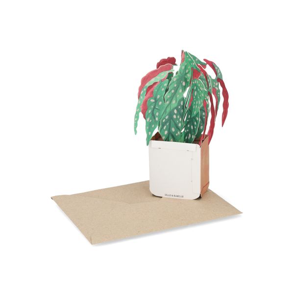 Kaart 3D met envelop, begonia