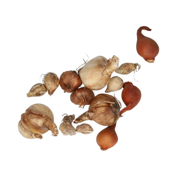 Flower bulb pack spring party, organic