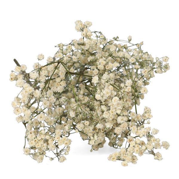 Fleurs séchées, gipsophile, blanche