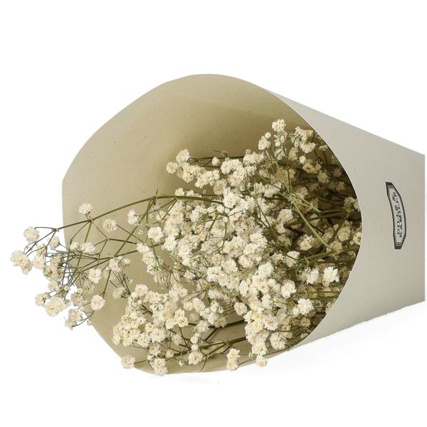 Fleurs séchées, gipsophile, blanche