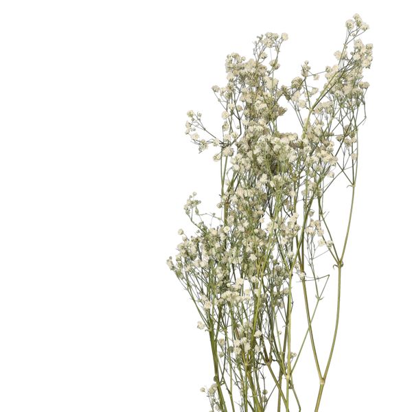 Fleurs séchées, gipsophile, blanche