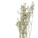 Fleurs séchées, gipsophile, blanche