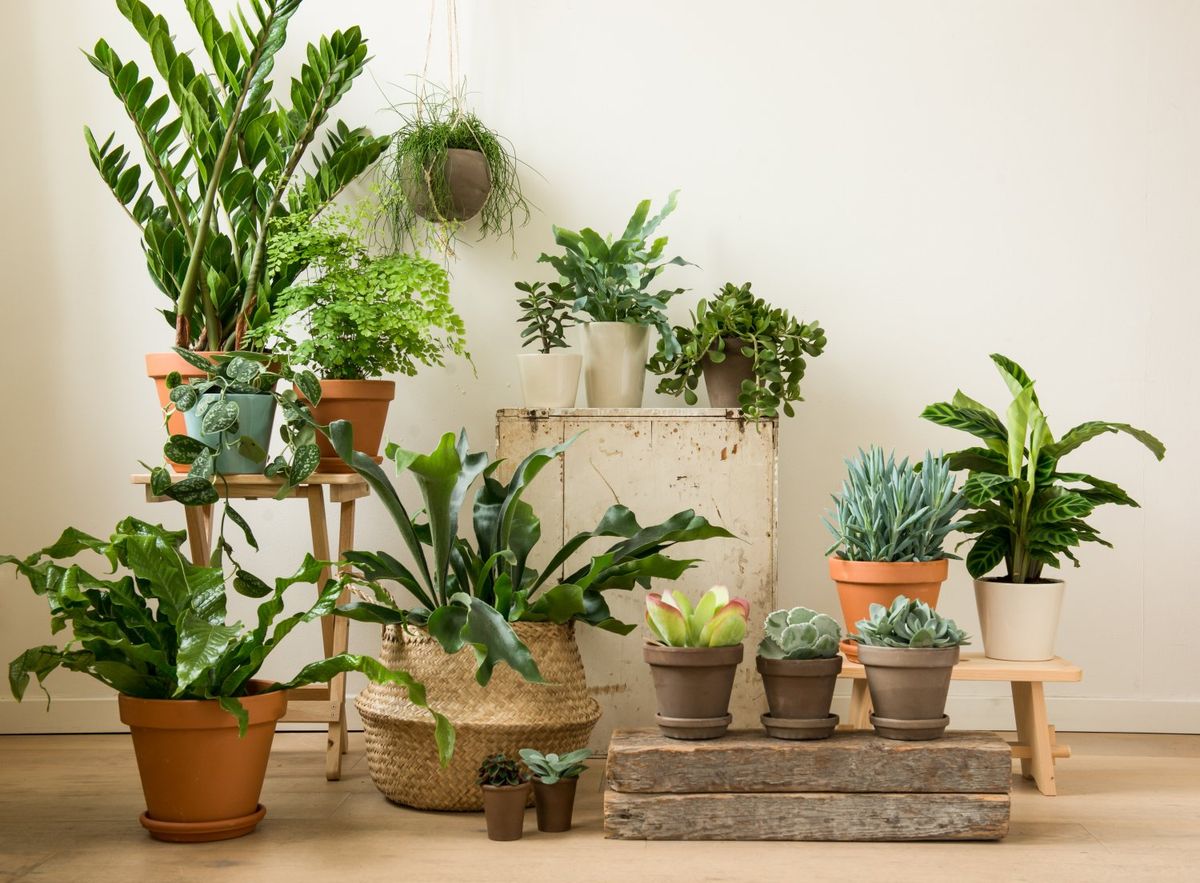 Pot de fleur, terre cuite, Ø 17 cm | Pots de fleur, terre cuite chez