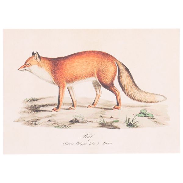 Karte, Fuchs Karte, Fuchs