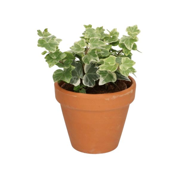 Bloempot, terracotta, Ø 10 cm