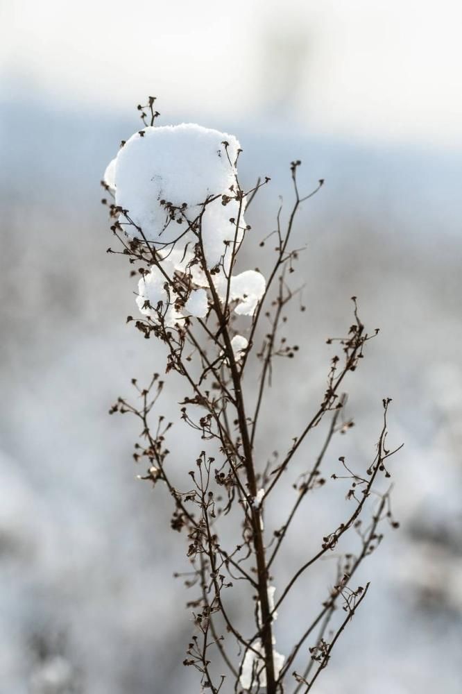 Schützen Sie Ihre Pflanzen gegen den Frost