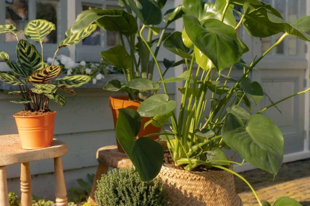 Sortez vos plantes d’intérieur 