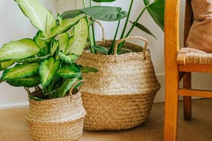 Groen in huis: onze tips voor je kamerplanten