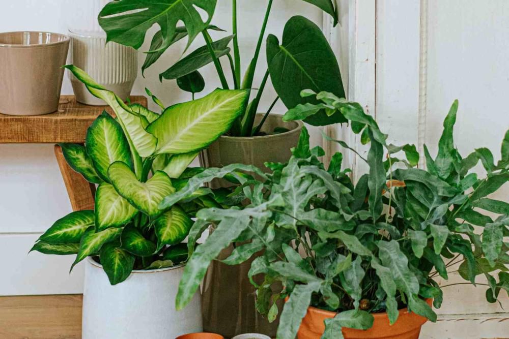 Ein Zuhause mit viel Grün: Tipps rund um die Pflege von Zimmerpflanzen