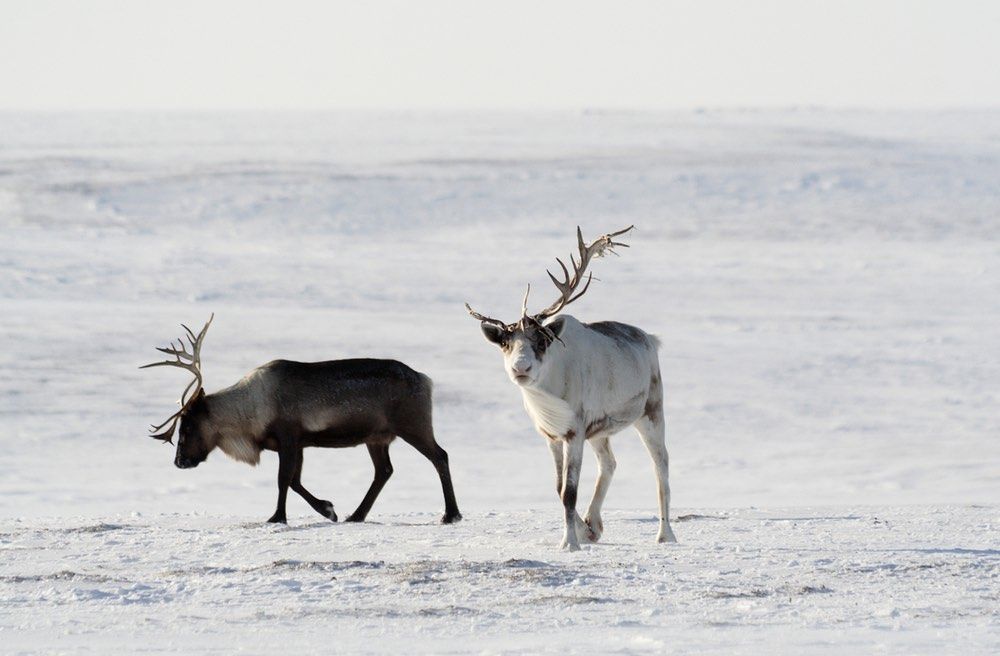 Rendieren in de sneeuw | WWF Russia