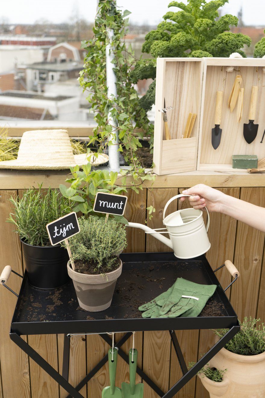 Elke dag verse kruiden-tijm en munt Elke dag verse kruiden-tijm en munt