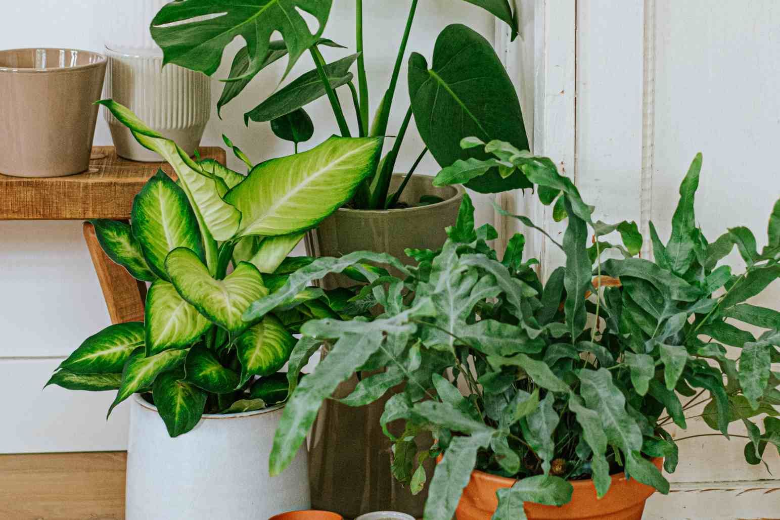Groen in huis: onze tips voor je kamerplanten
