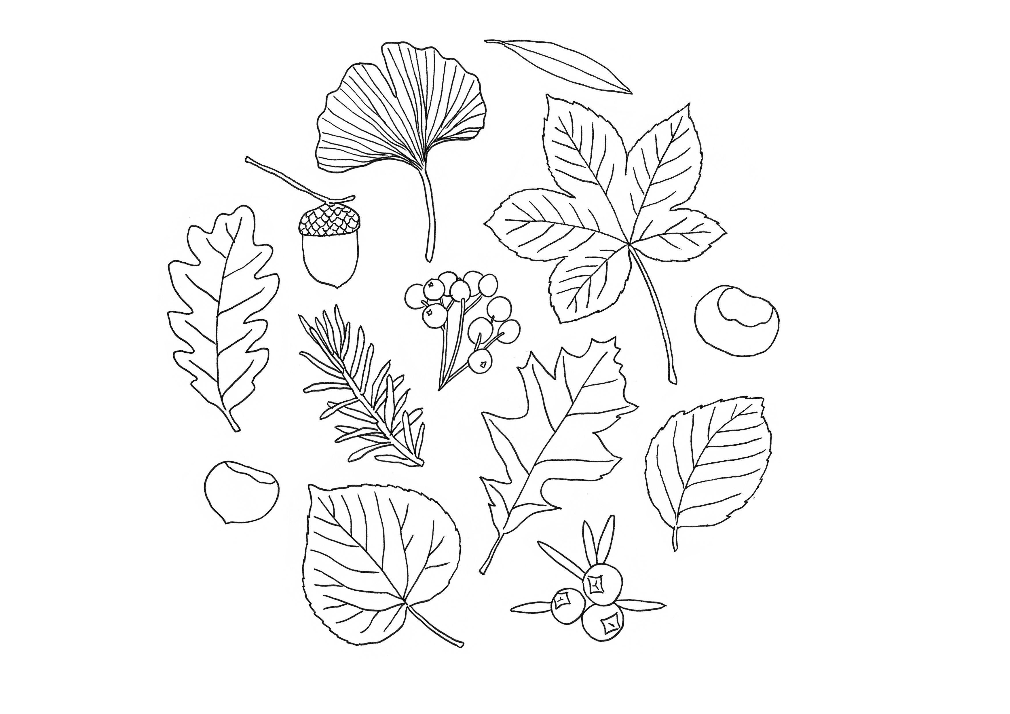 Herfstbladeren kleurplaat Herfstbladeren kleurplaat