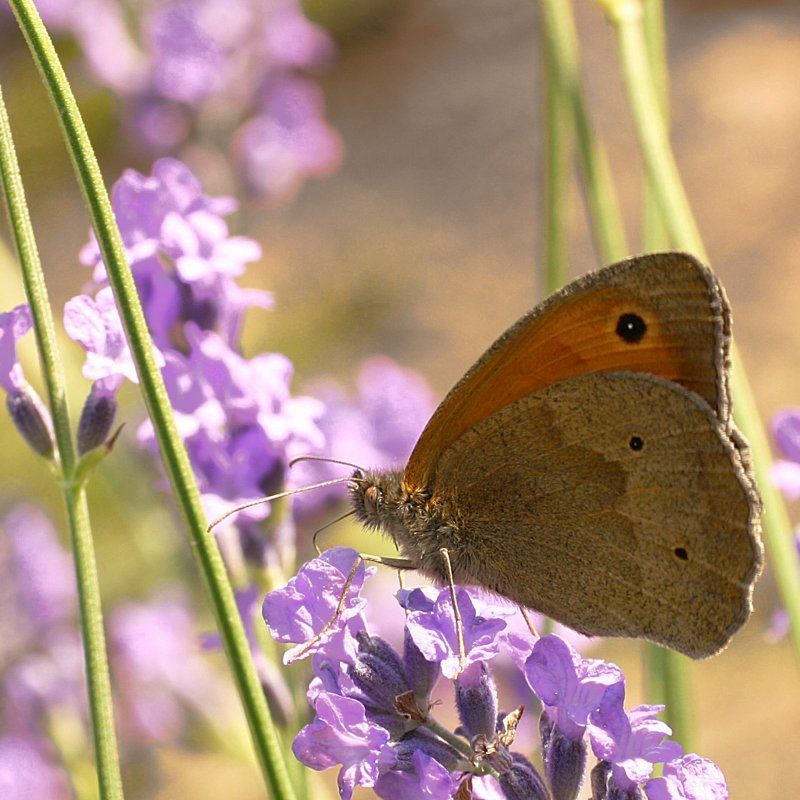 bruin zandoogje bruin zandoogje