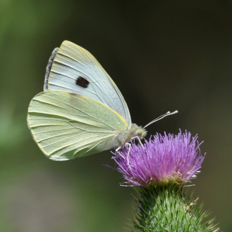 groot koolwitje groot koolwitje