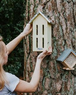 vlinderkast vlinderkast